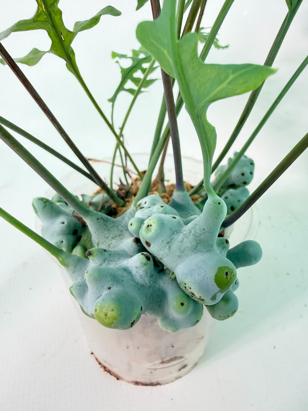 Lecanopteris deparioides 03