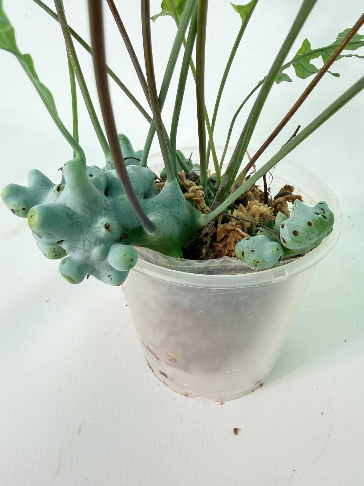Lecanopteris deparioides 02