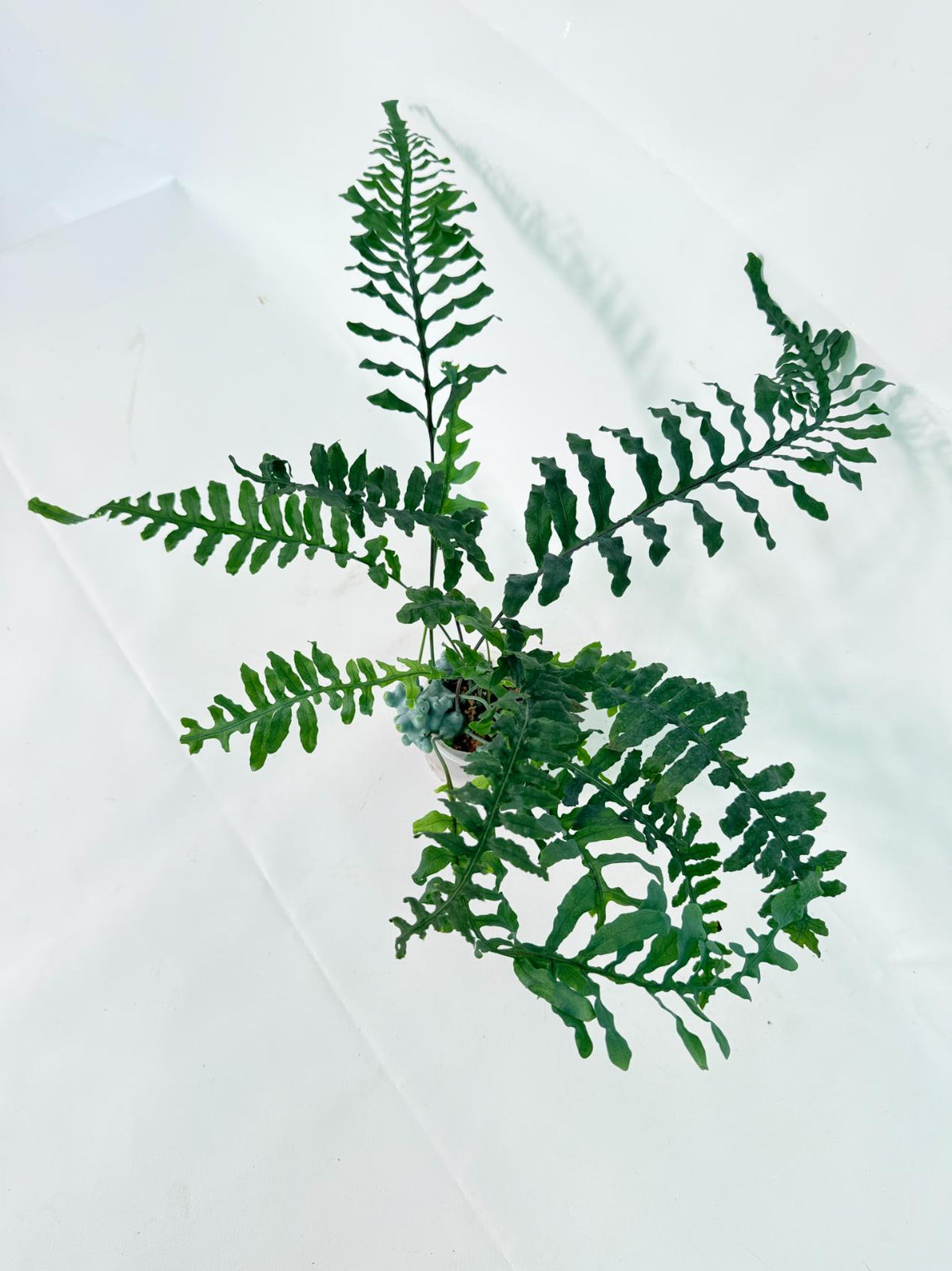 Lecanopteris deparioides 12