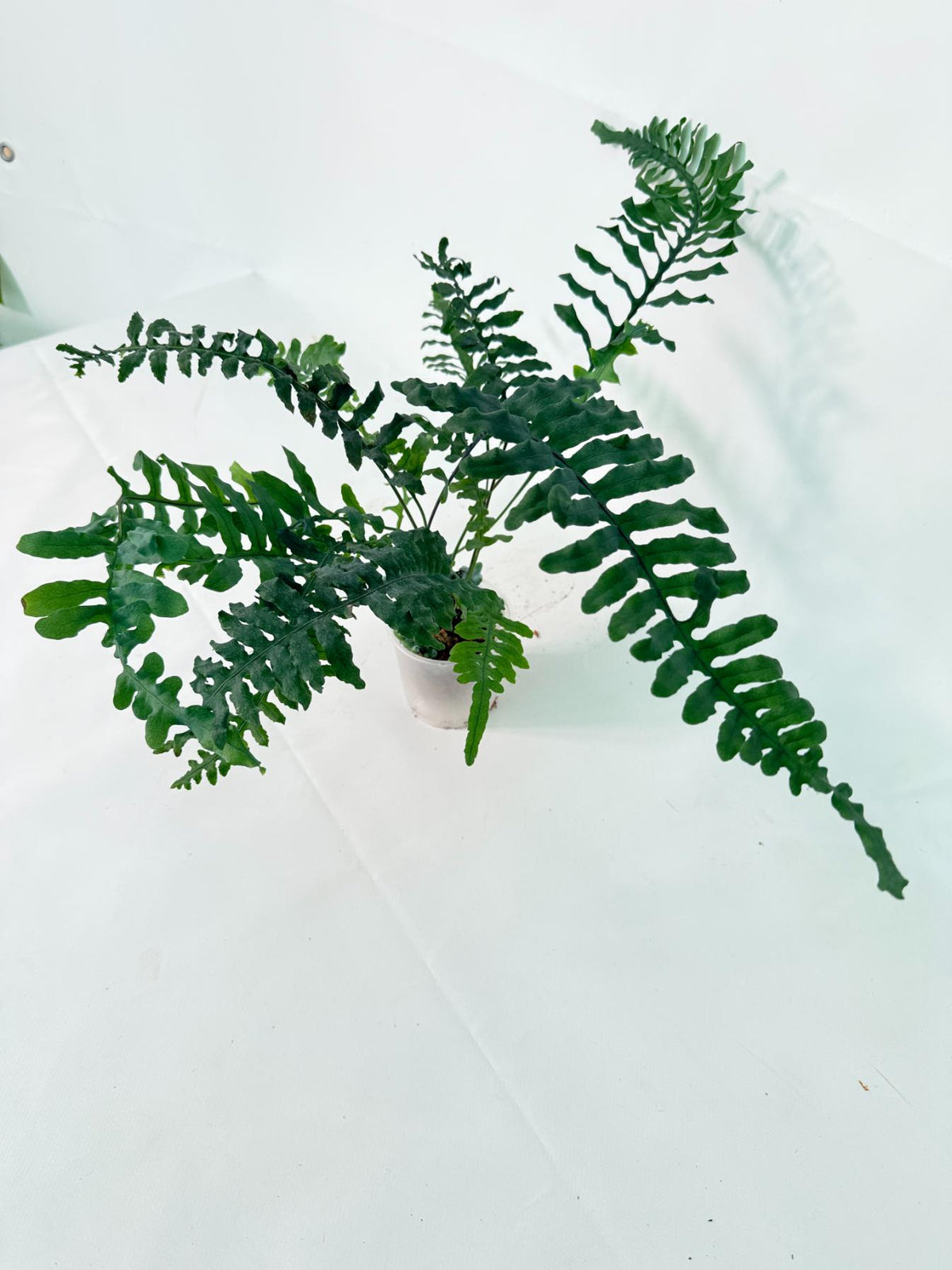 Lecanopteris deparioides 13