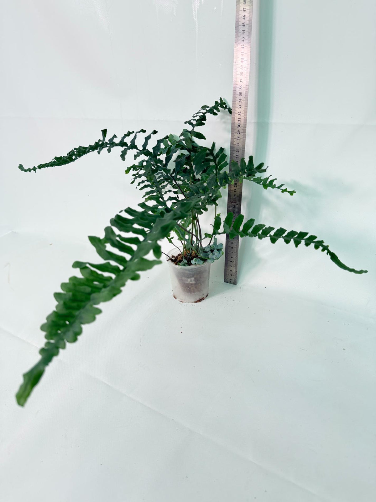 Lecanopteris deparioides 14