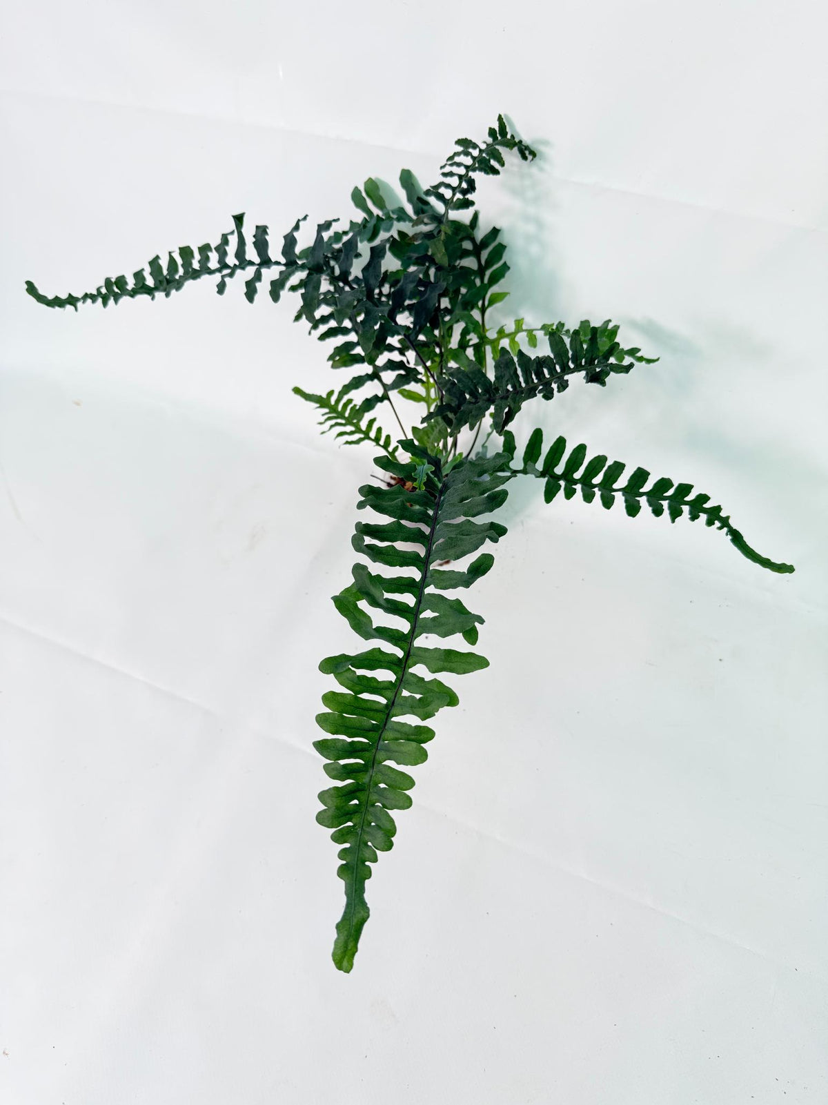 Lecanopteris deparioides 01