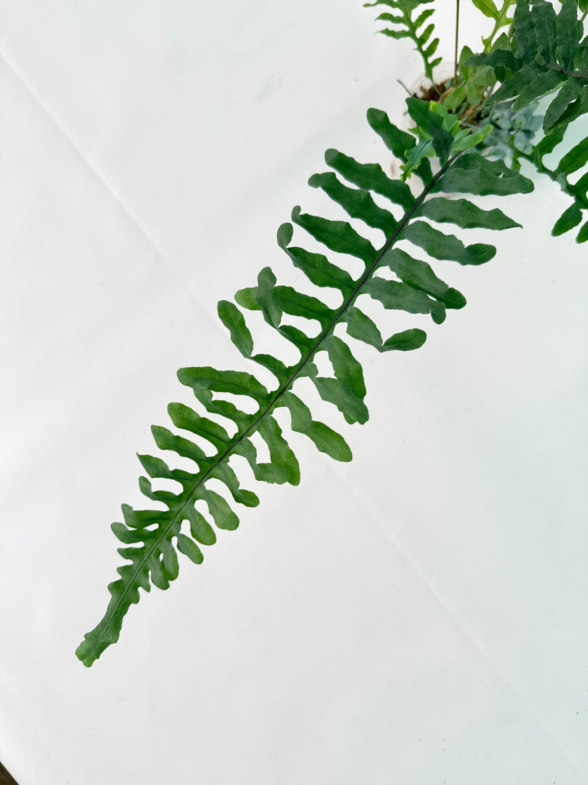 Lecanopteris deparioides 04