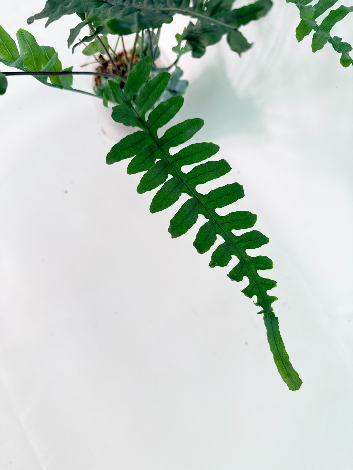 Lecanopteris deparioides 05