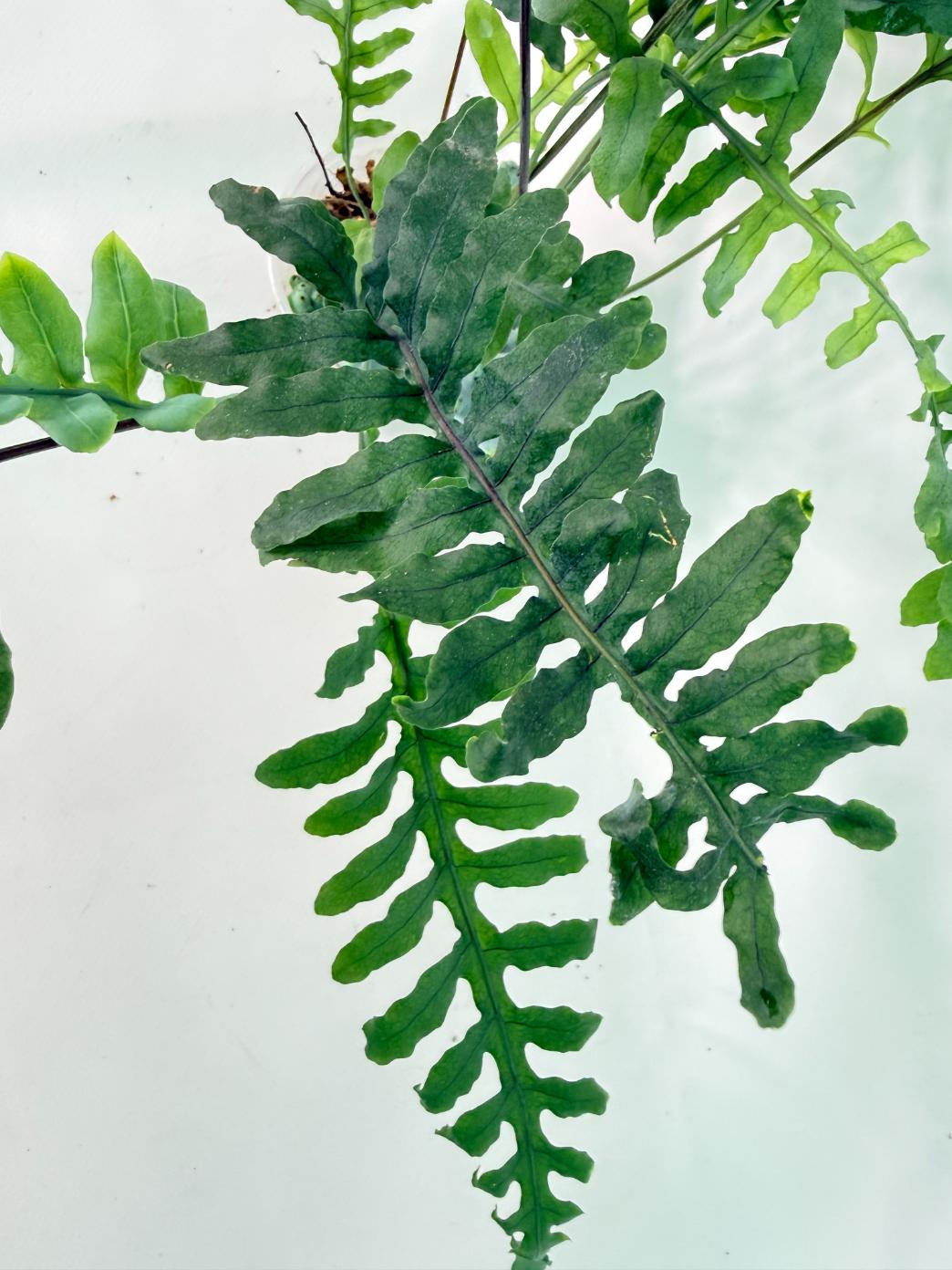 Lecanopteris deparioides 06