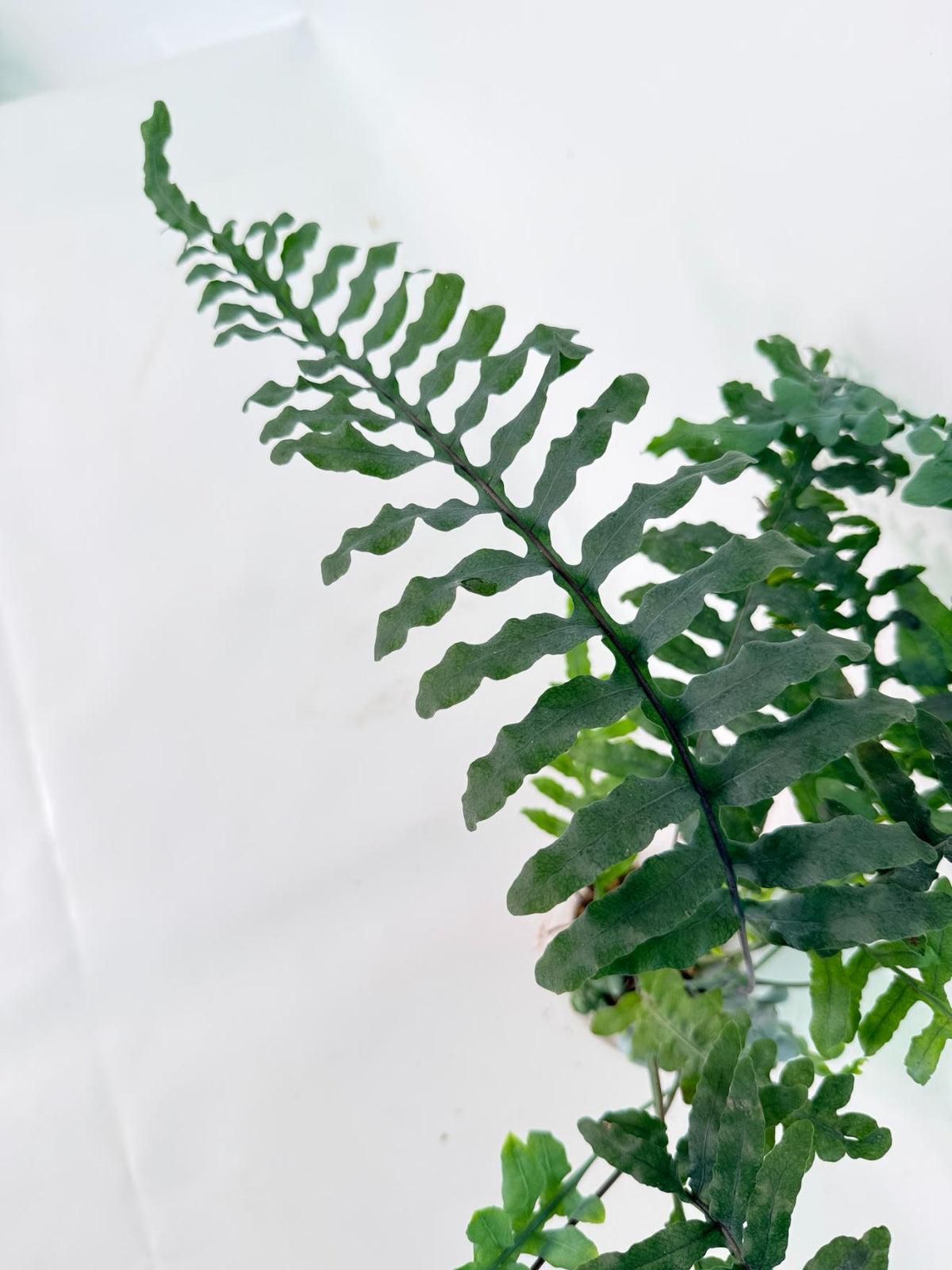 Lecanopteris deparioides 07