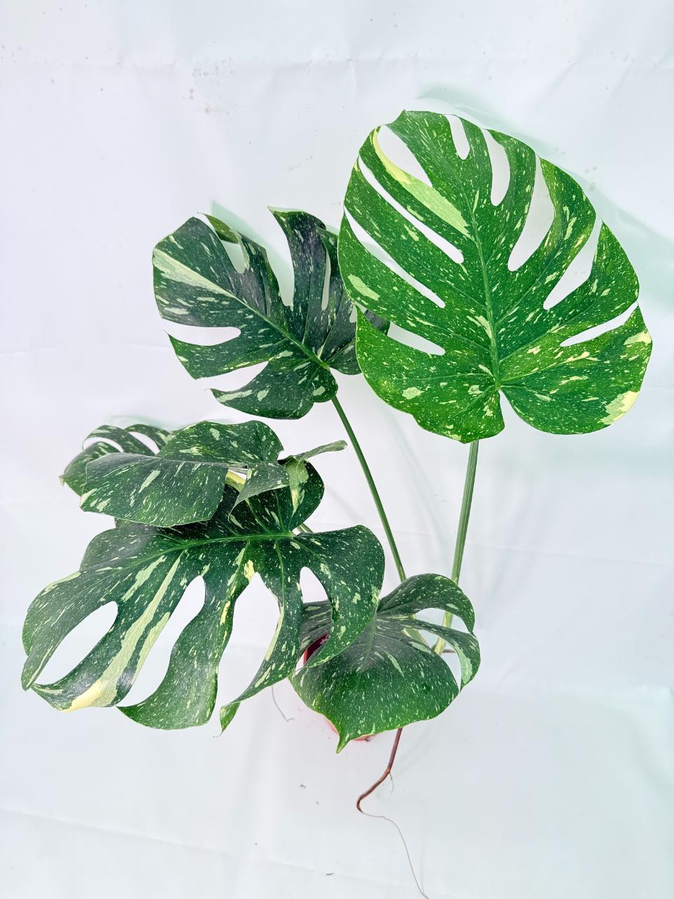 Monstera Thai Constellation XL 3