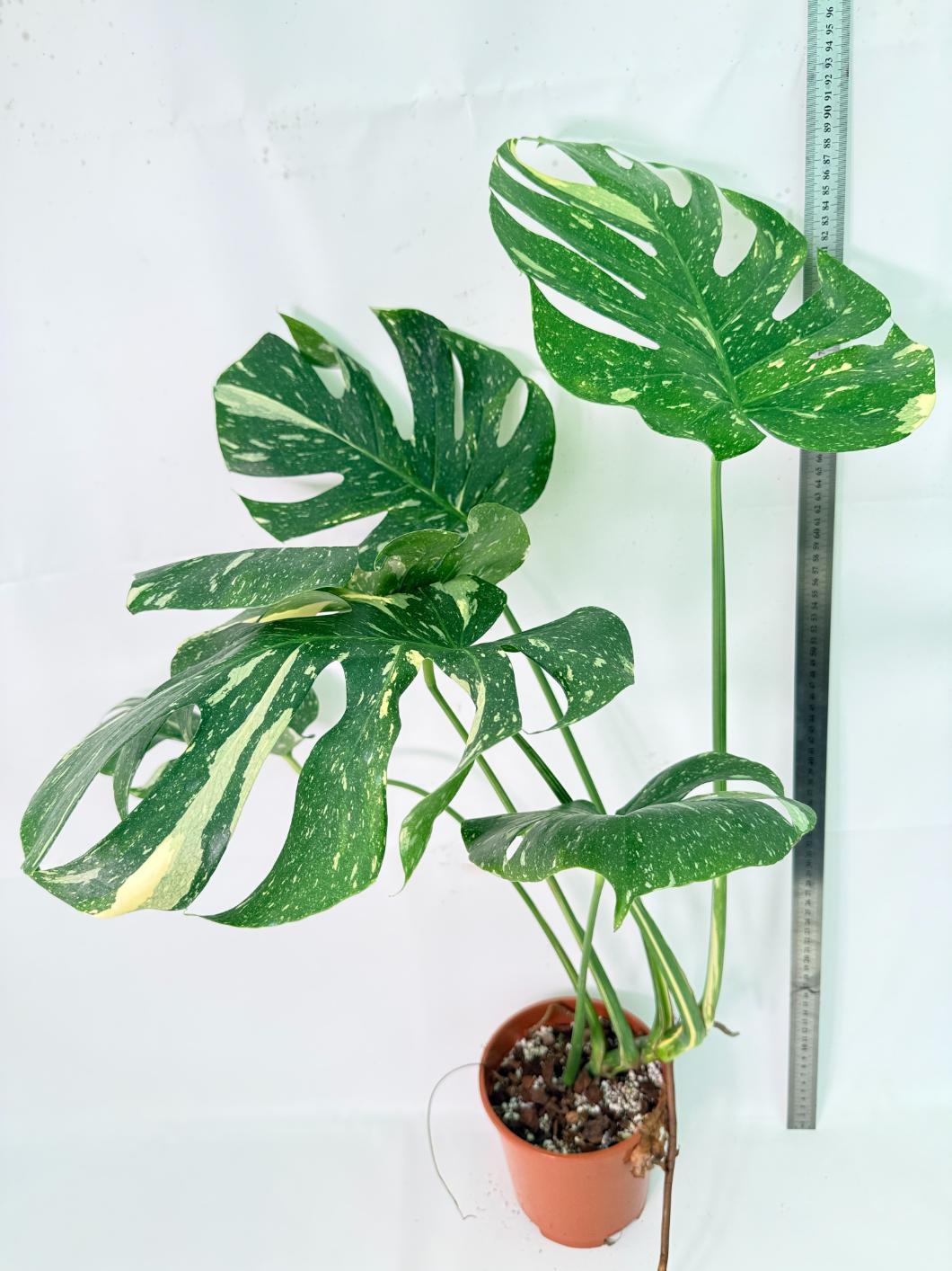 Monstera Thai Constellation XL 1