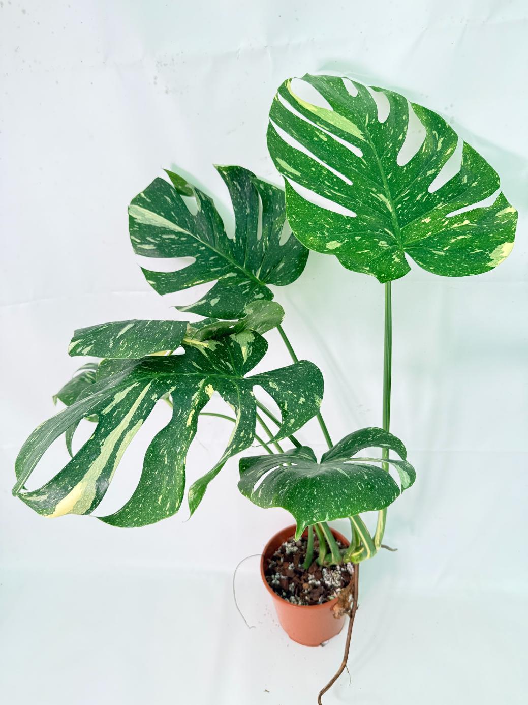 Monstera Thai Constellation XL 5