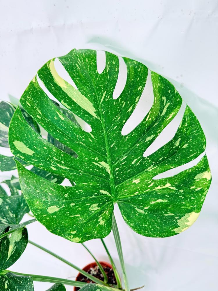 Monstera Thai Constellation XL 2