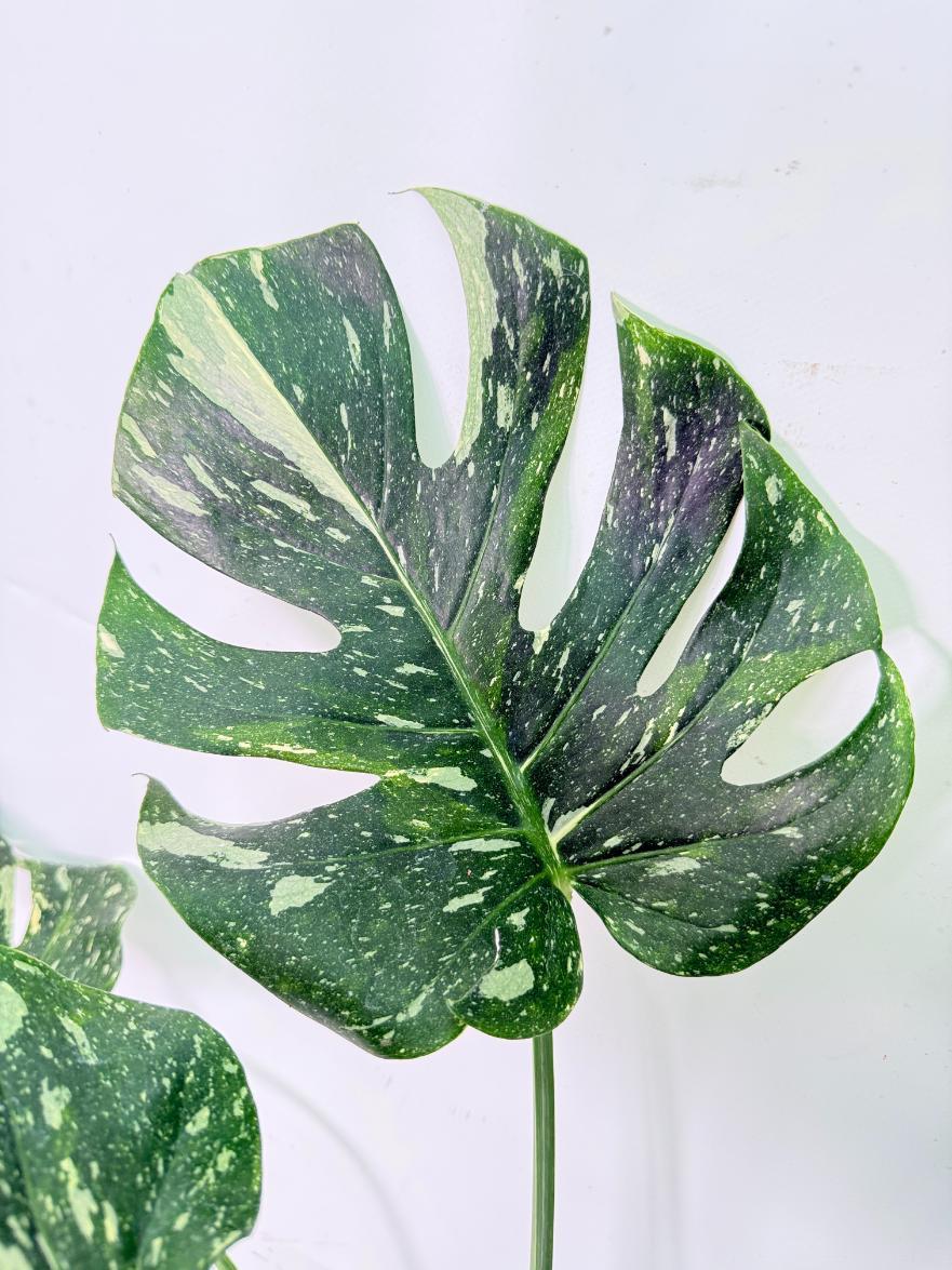Monstera Thai Constellation XL 8