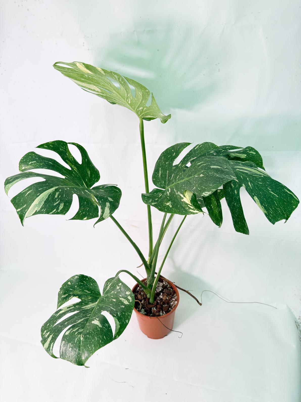 Monstera Thai Constellation XL 6