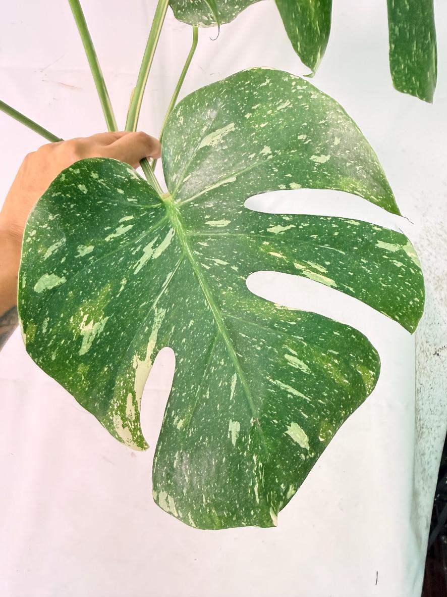 Monstera Thai Constellation XL 7