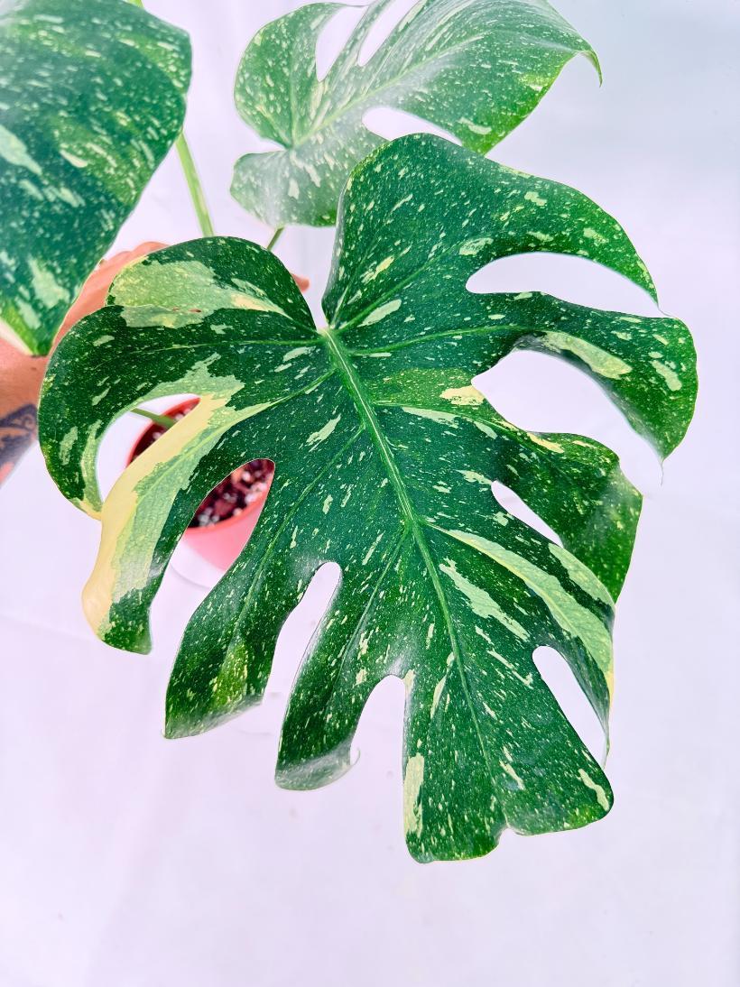Monstera Thai Constellation XL 4