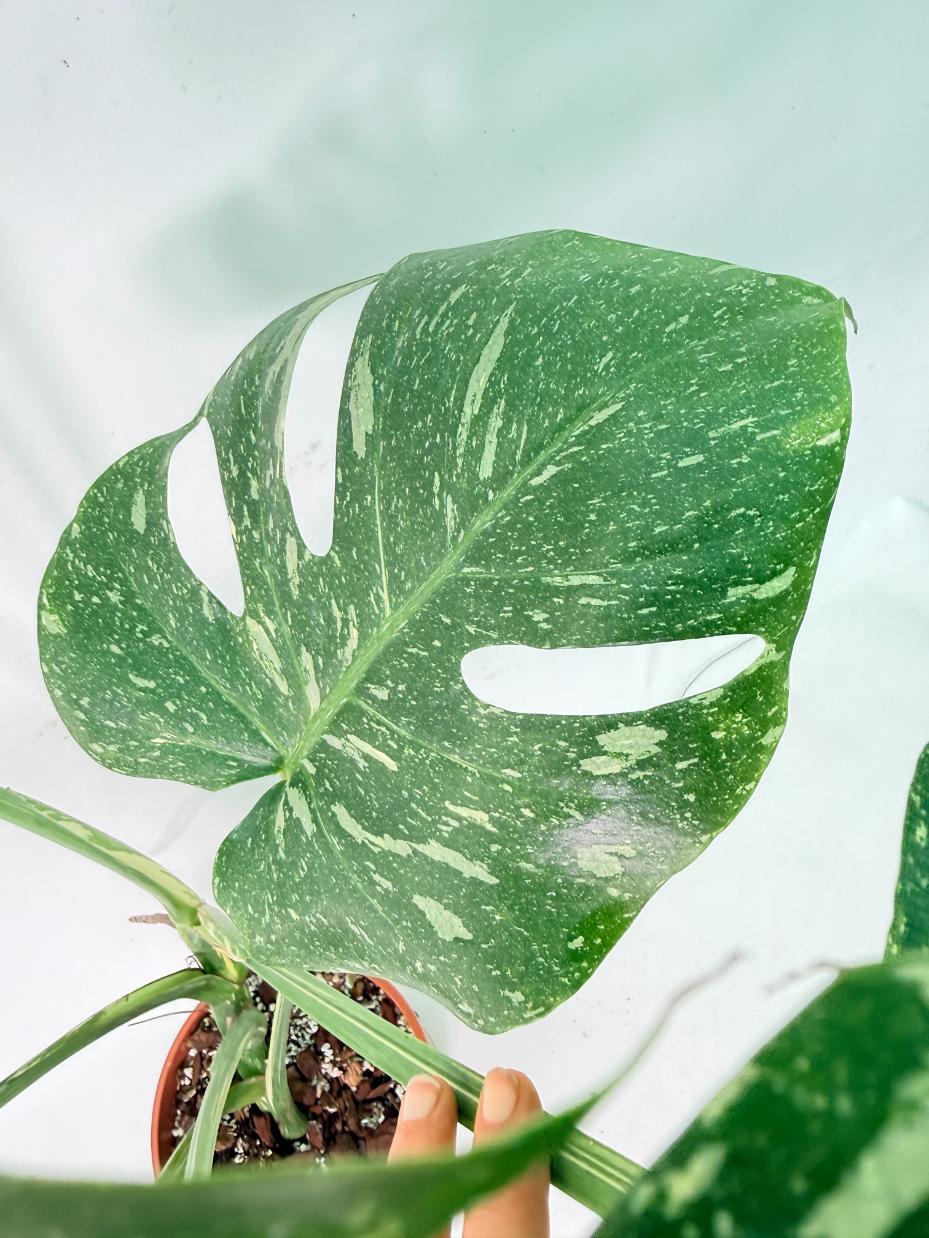Monstera Thai Constellation XL 9