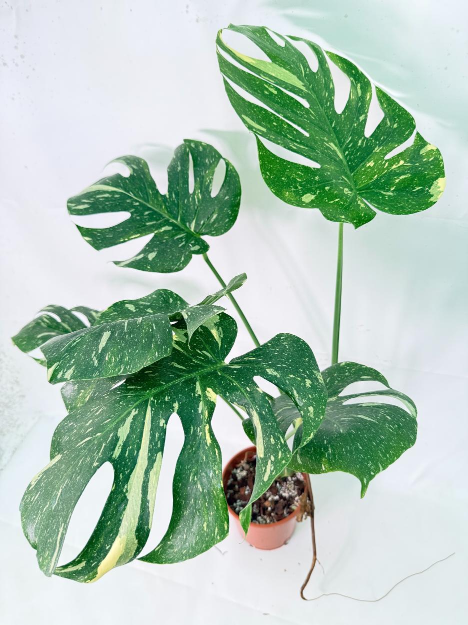 Monstera Thai Constellation XL 10