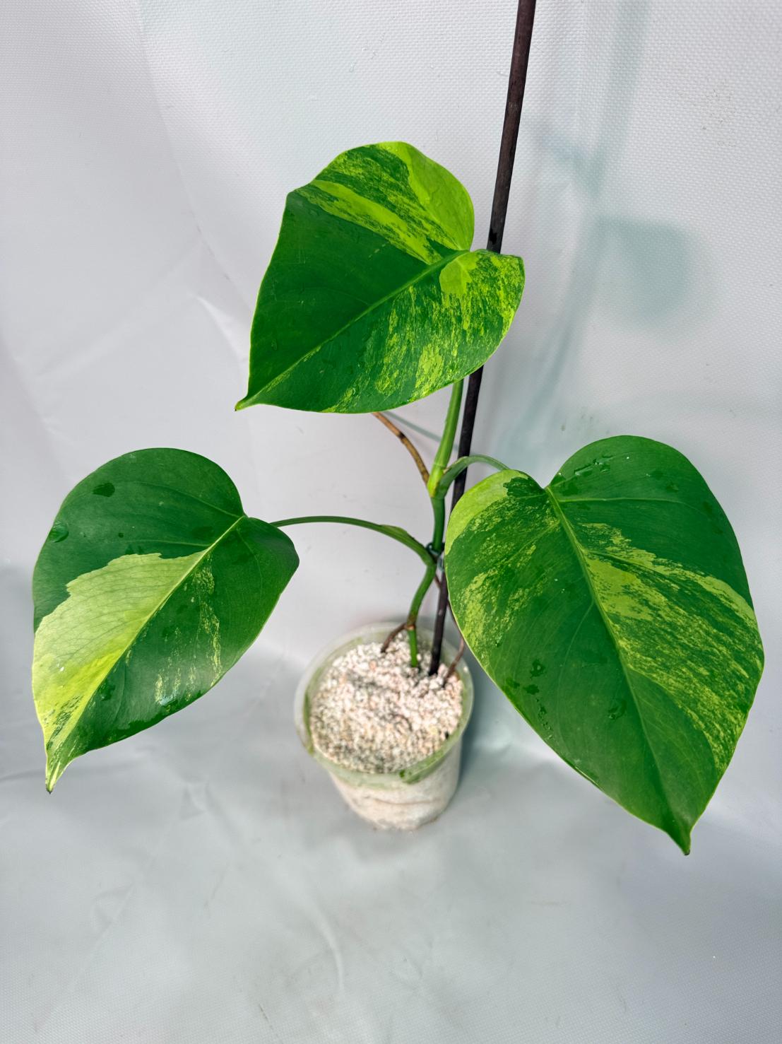 Monstera Variegata Aurea 1