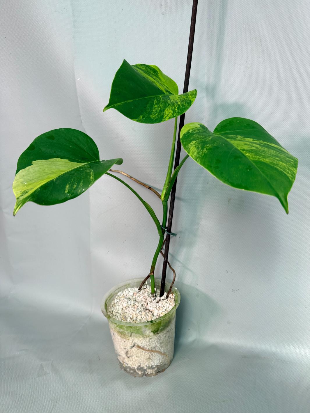 Monstera Variegata Aurea 2