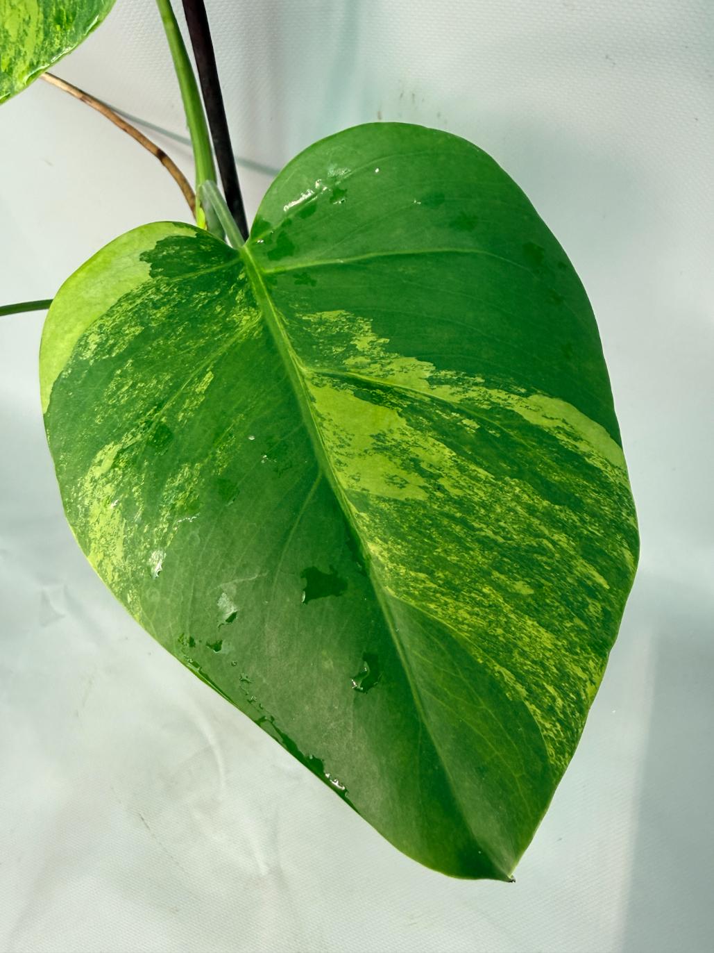 Monstera Variegata Aurea 3