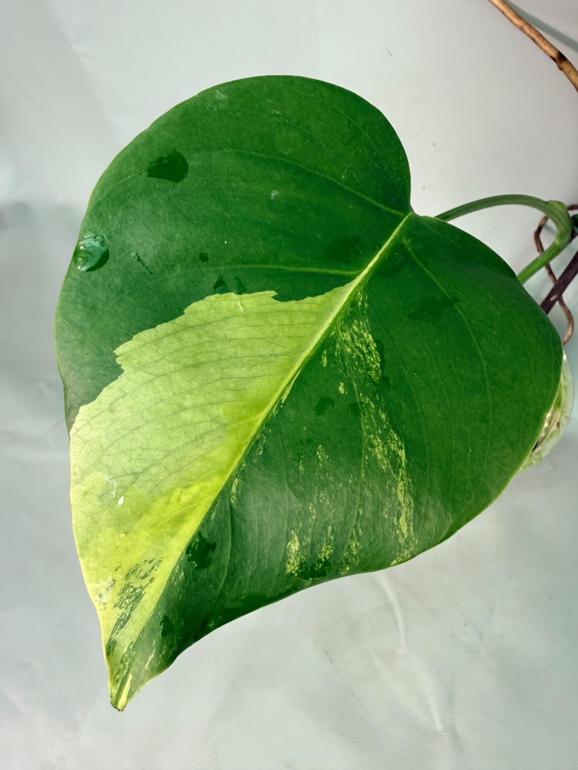 Monstera Variegata Aurea 4