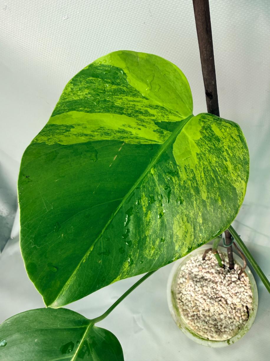 Monstera Variegata Aurea 5