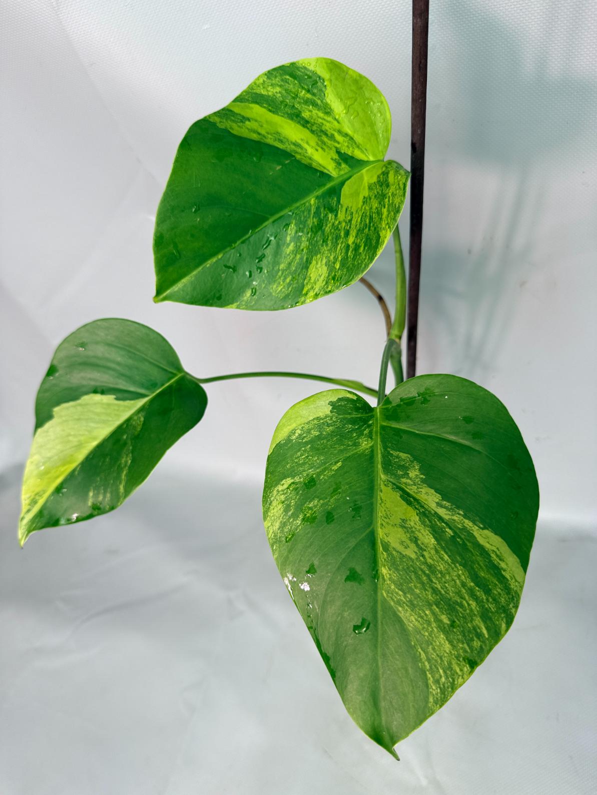 Monstera Variegata Aurea 6
