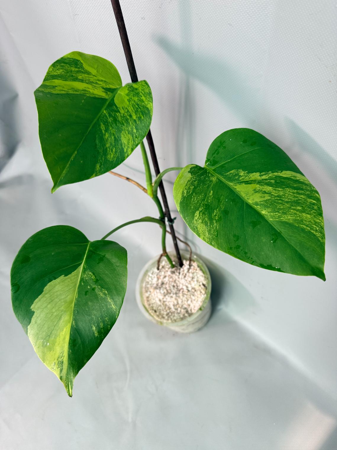 Monstera Variegata Aurea 7