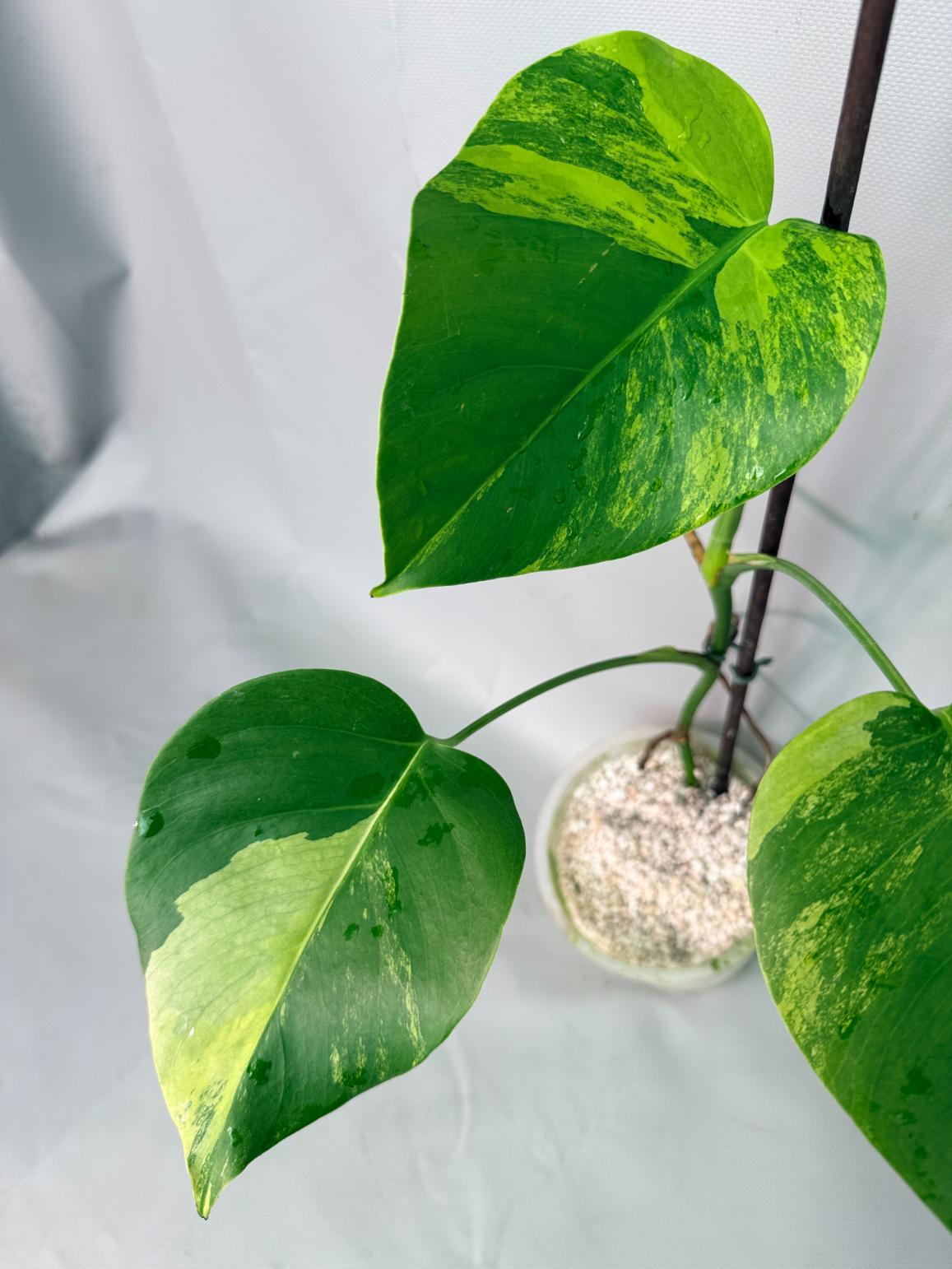 Monstera Variegata Aurea 8