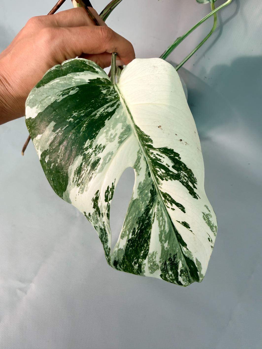 Monstera  Albo Variegata 08