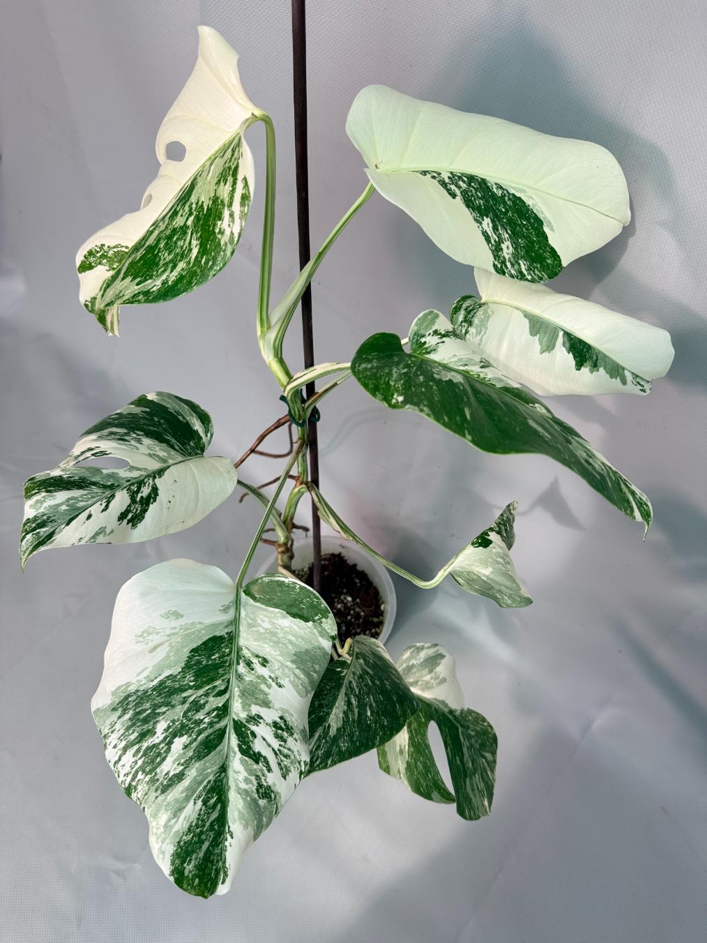 Monstera  Albo Variegata 09