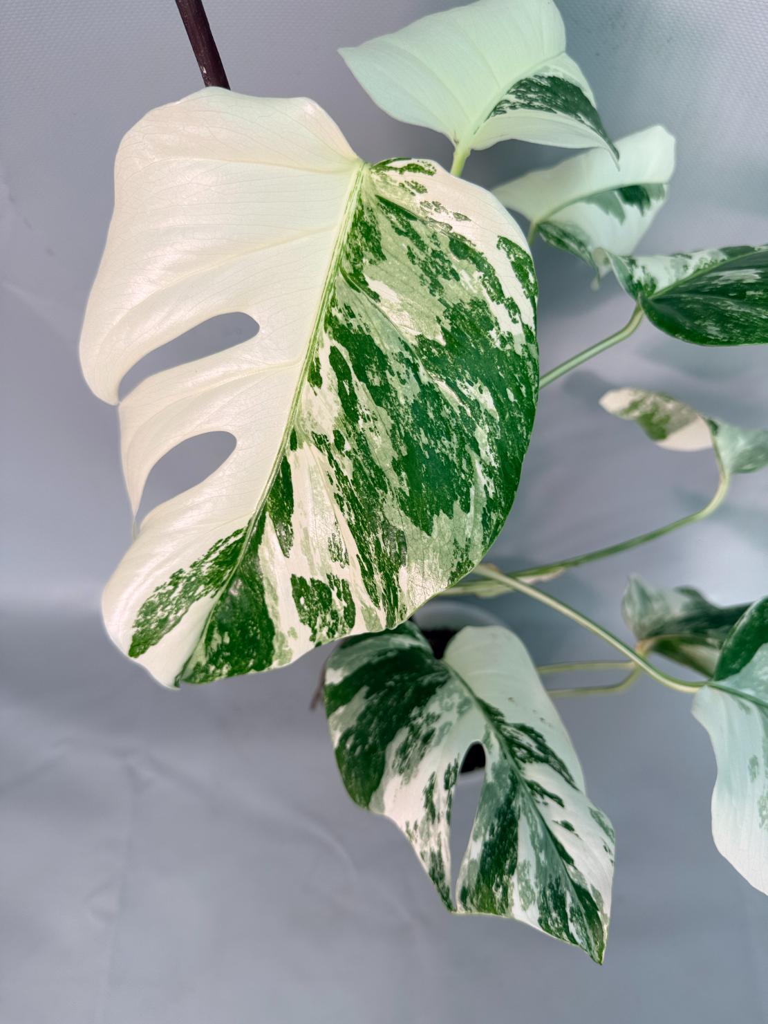 Monstera  Albo Variegata 10