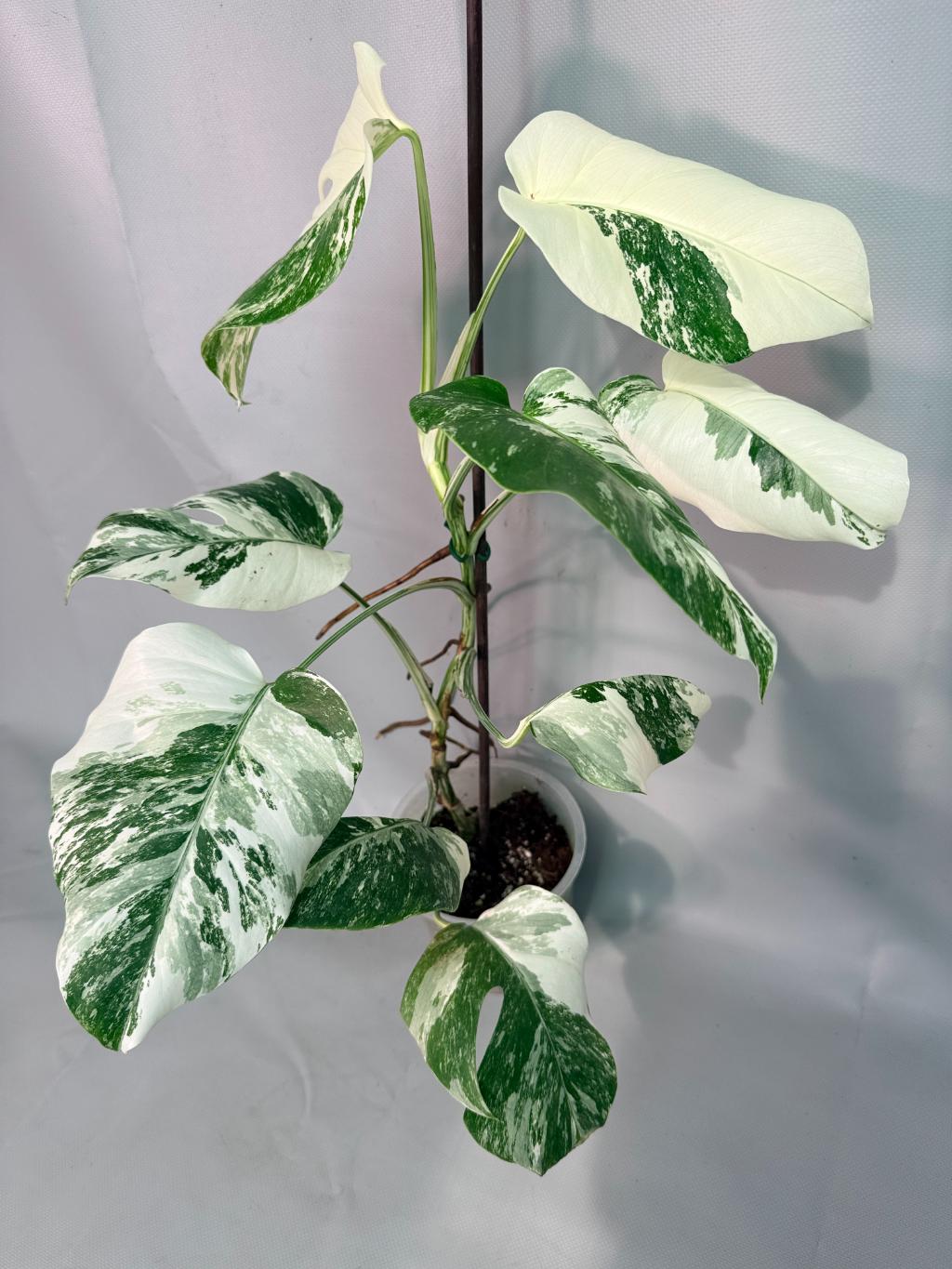 Monstera  Albo Variegata 01