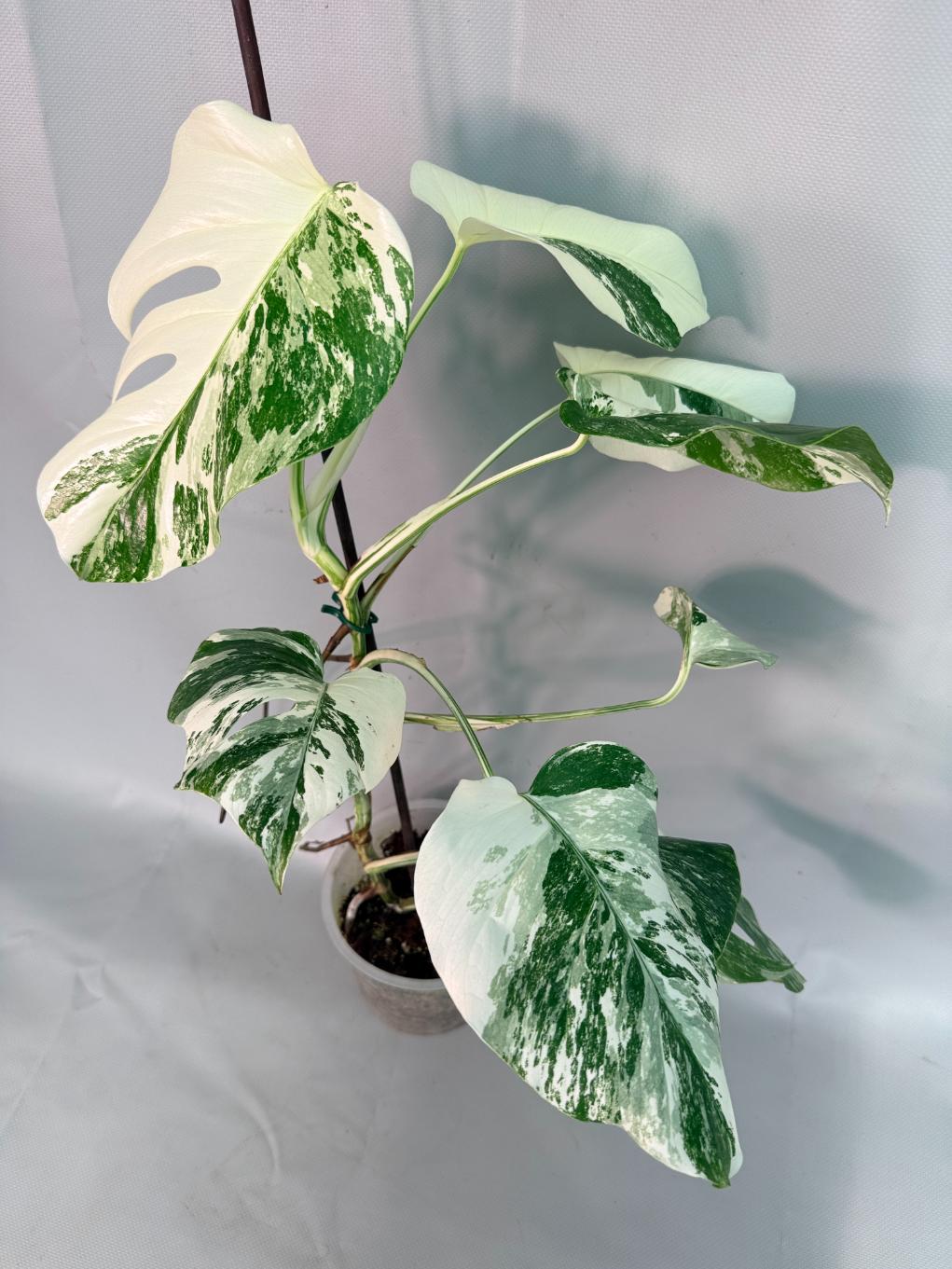 Monstera  Albo Variegata 03