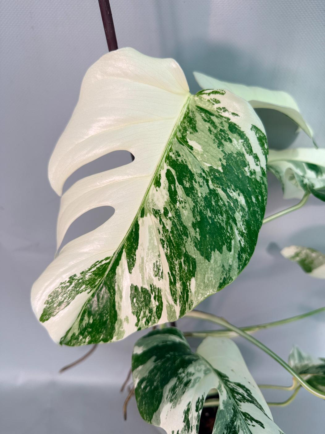 Monstera  Albo Variegata 04