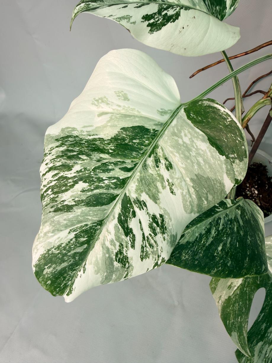 Monstera  Albo Variegata 05