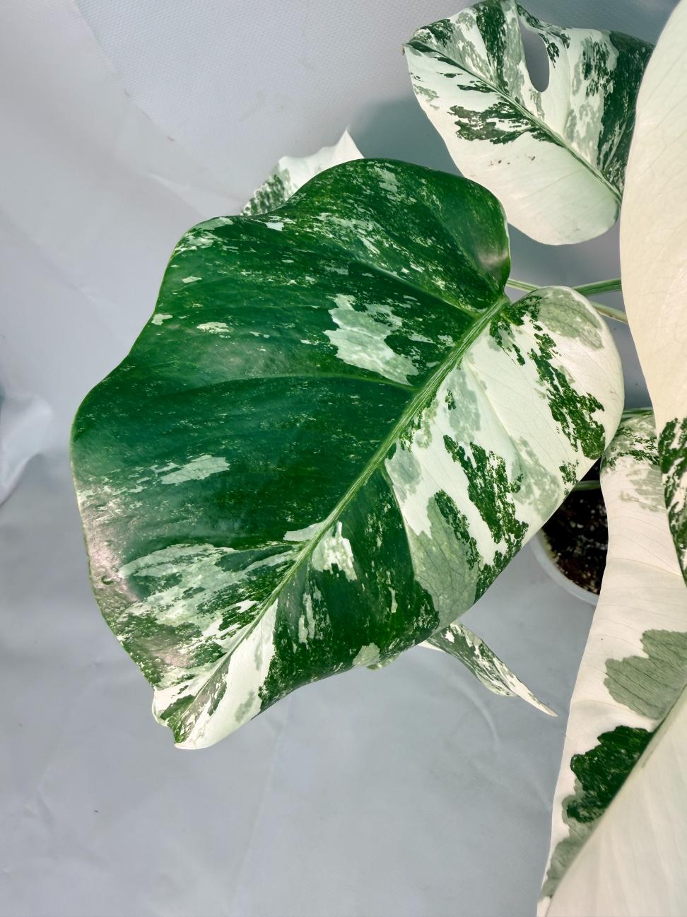 Monstera  Albo Variegata 06