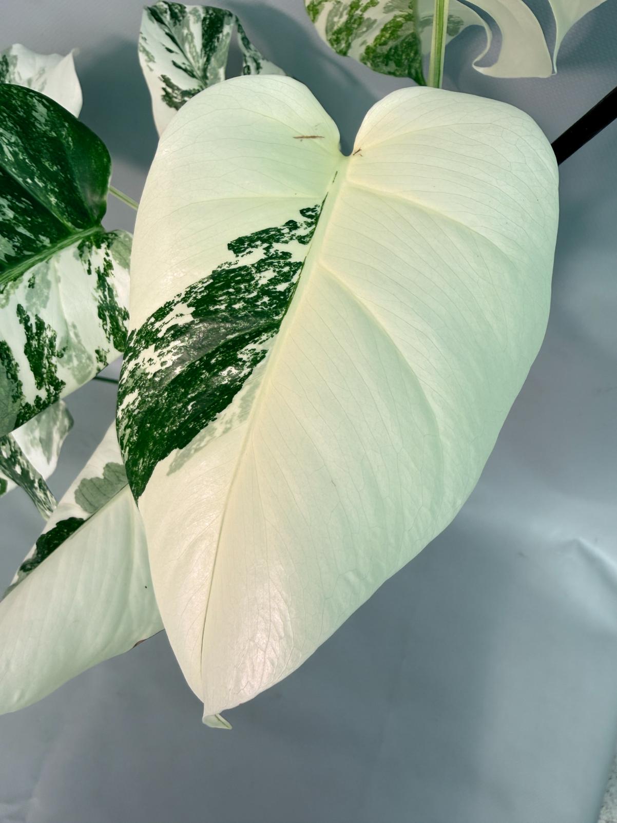 Monstera  Albo Variegata 07
