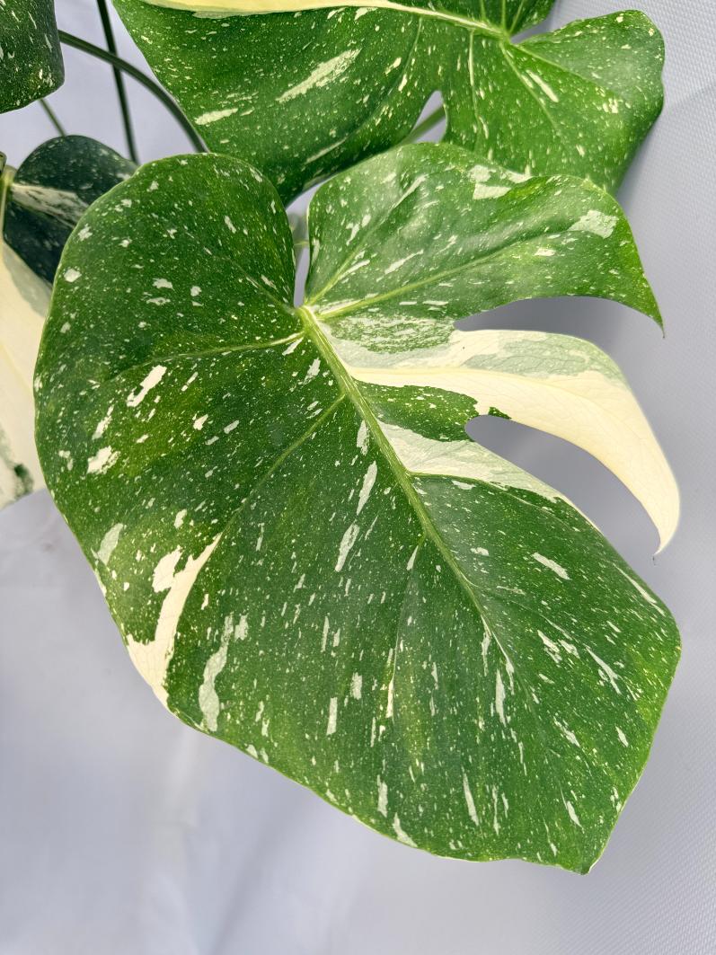 Monstera Thai Constellation XL 06