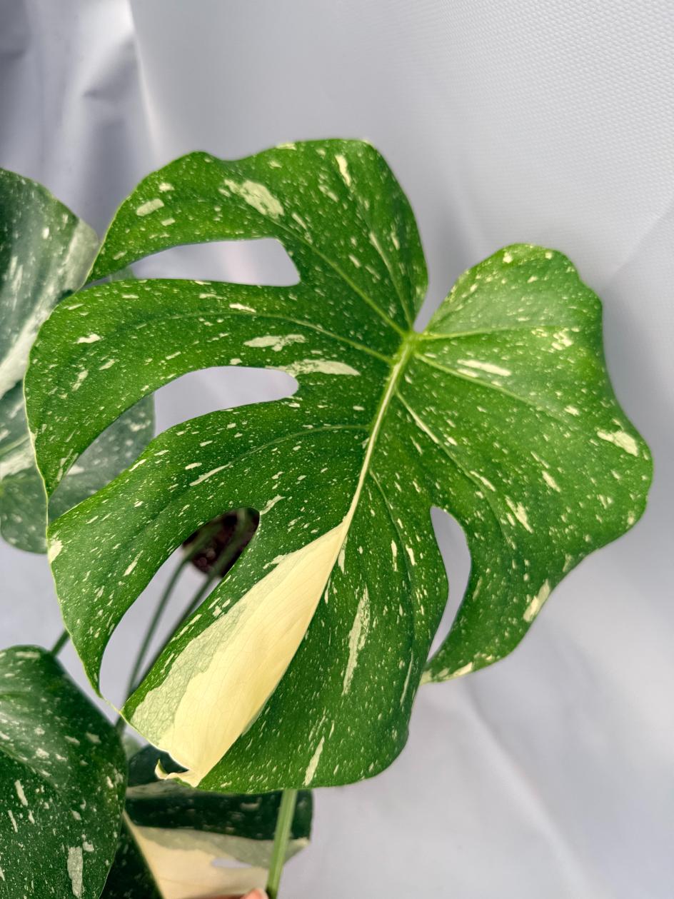 Monstera Thai Constellation XL 07