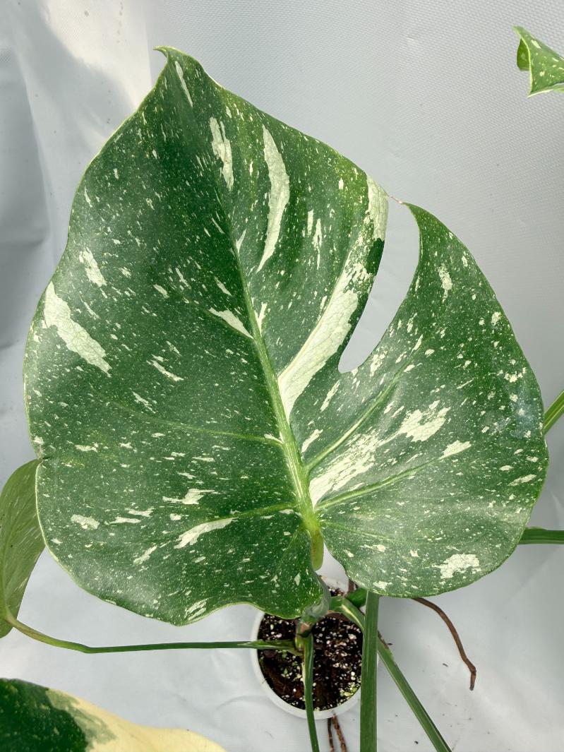Monstera Thai Constellation XL 08