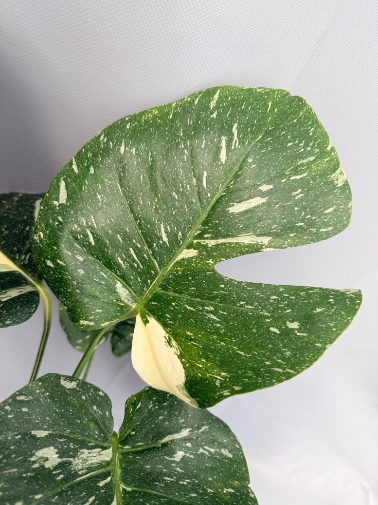 Monstera Thai Constellation XL 09