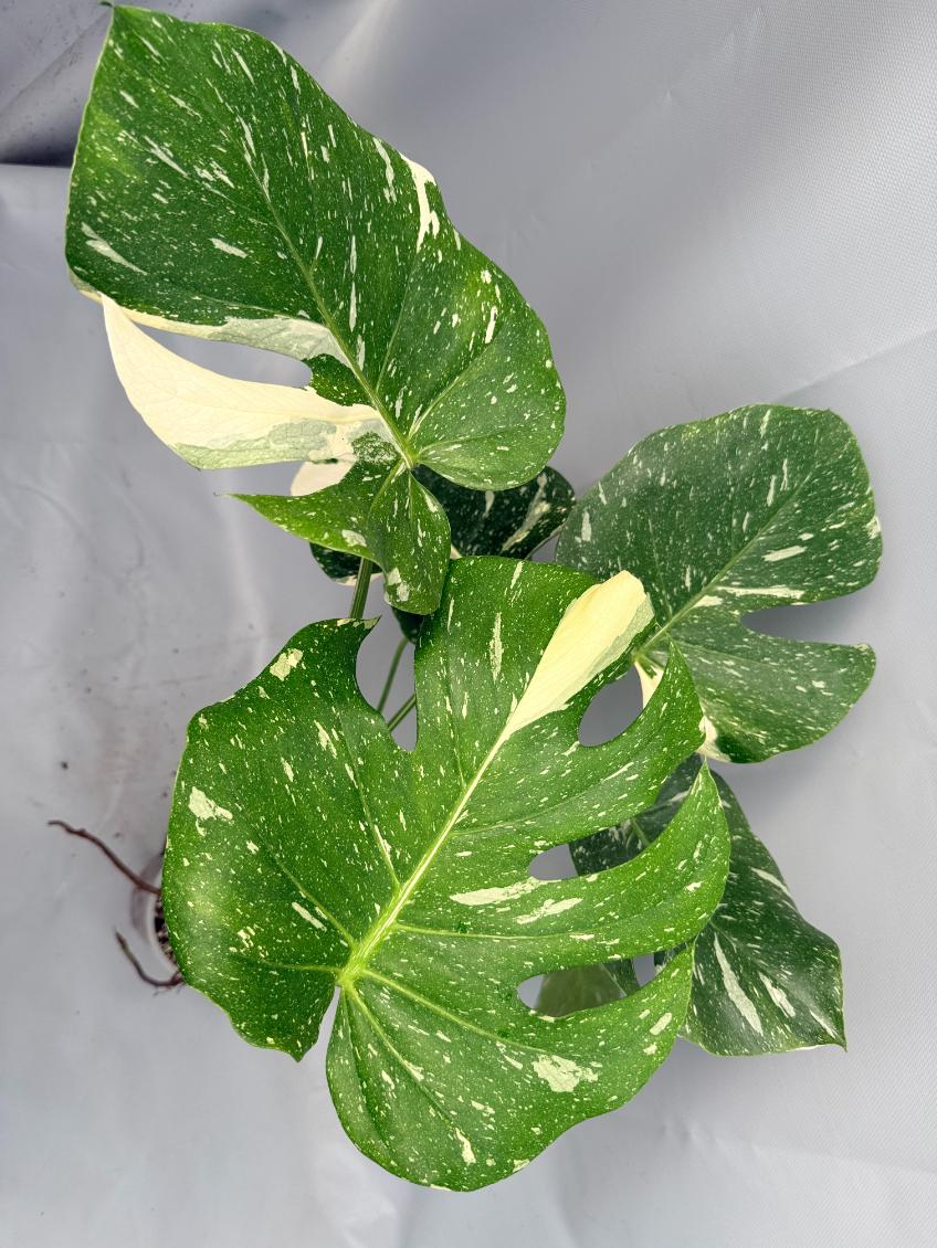 Monstera Thai Constellation XL 10