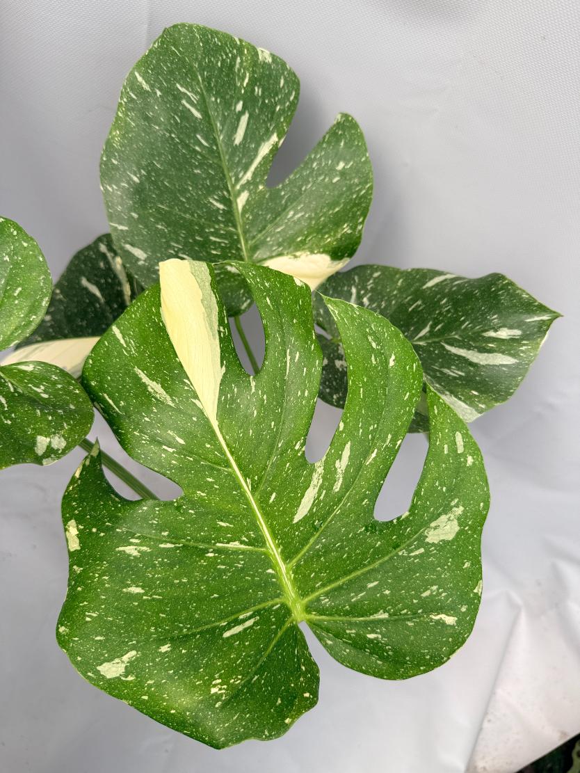 Monstera Thai Constellation XL 11