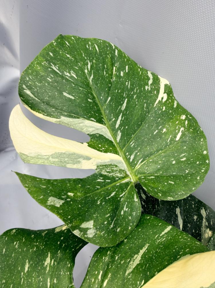 Monstera Thai Constellation XL 02
