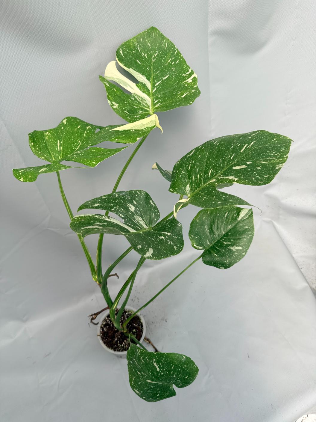 Monstera Thai Constellation XL 03