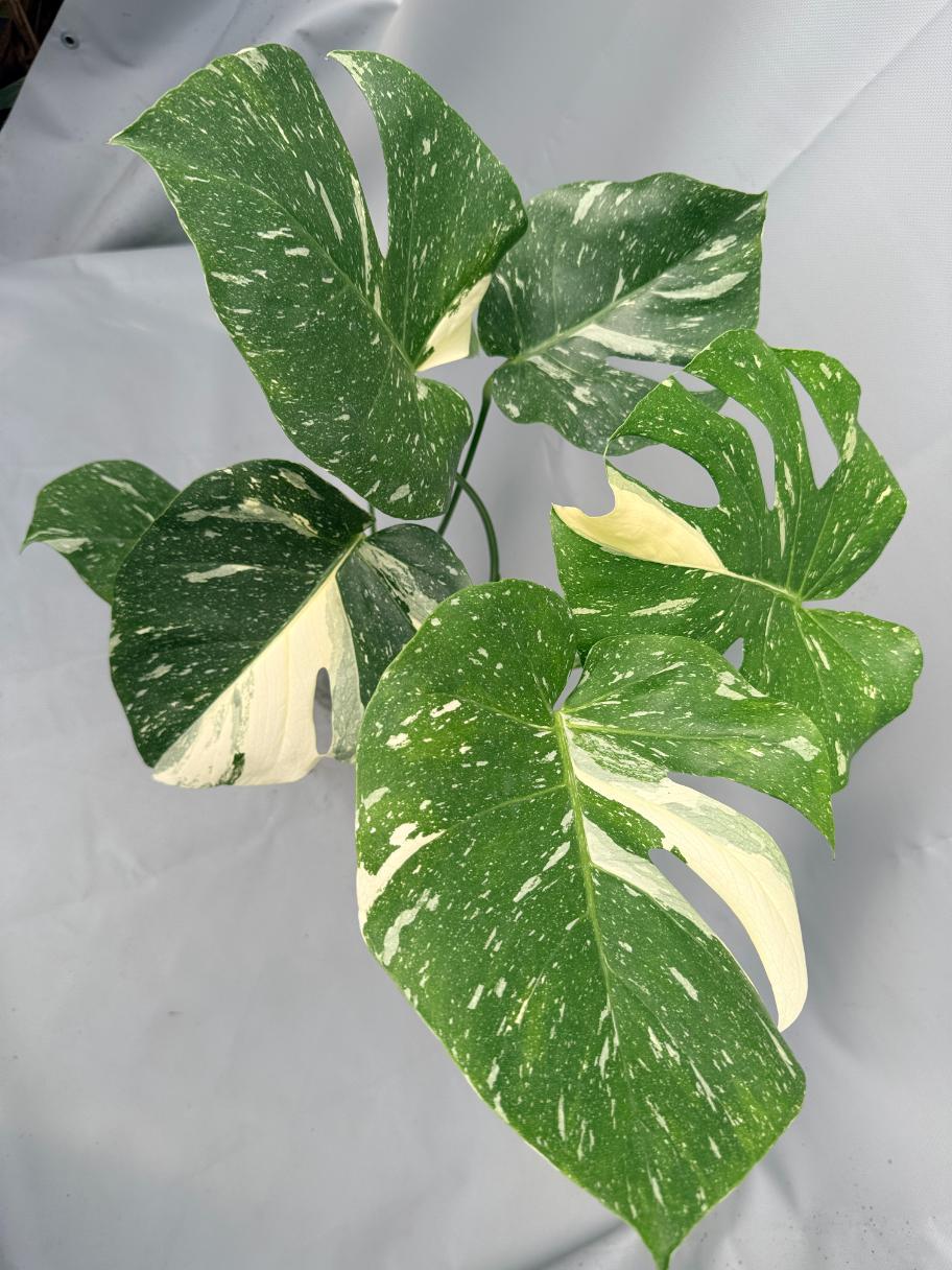 Monstera Thai Constellation XL 04