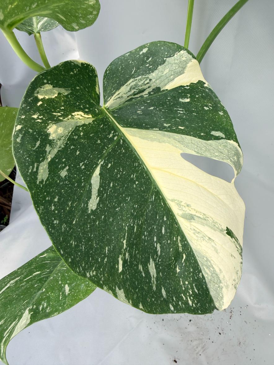 Monstera Thai Constellation XL 05
