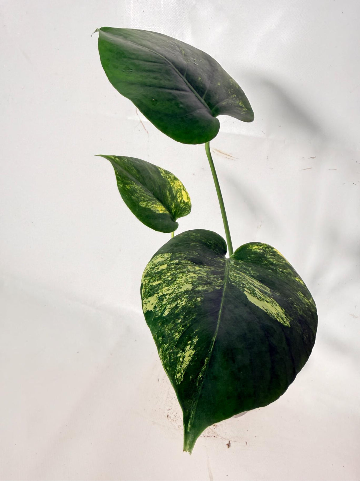 Monstera Yellow Marilyn Variegata 08