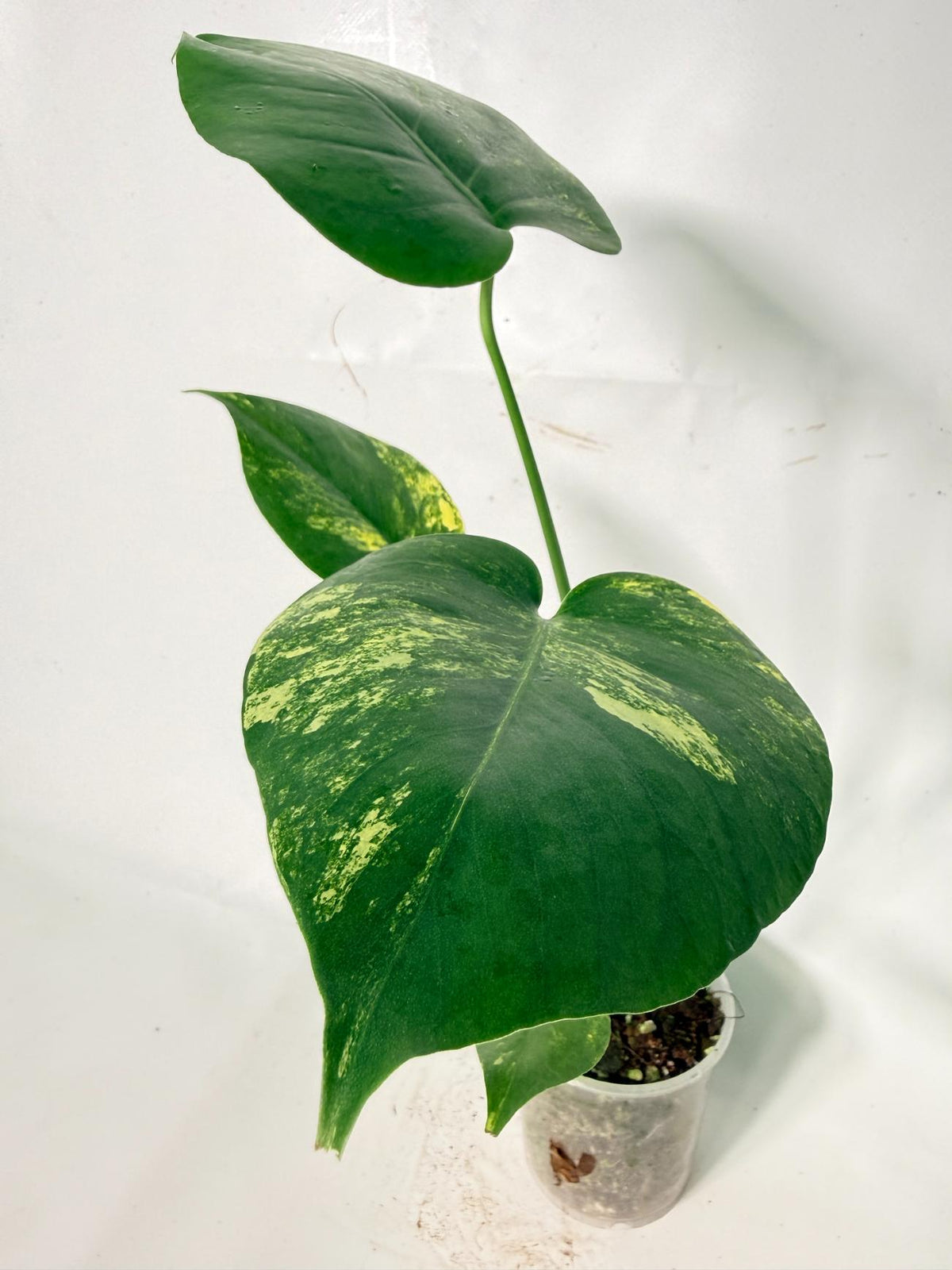 Monstera Yellow Marilyn Variegata 09