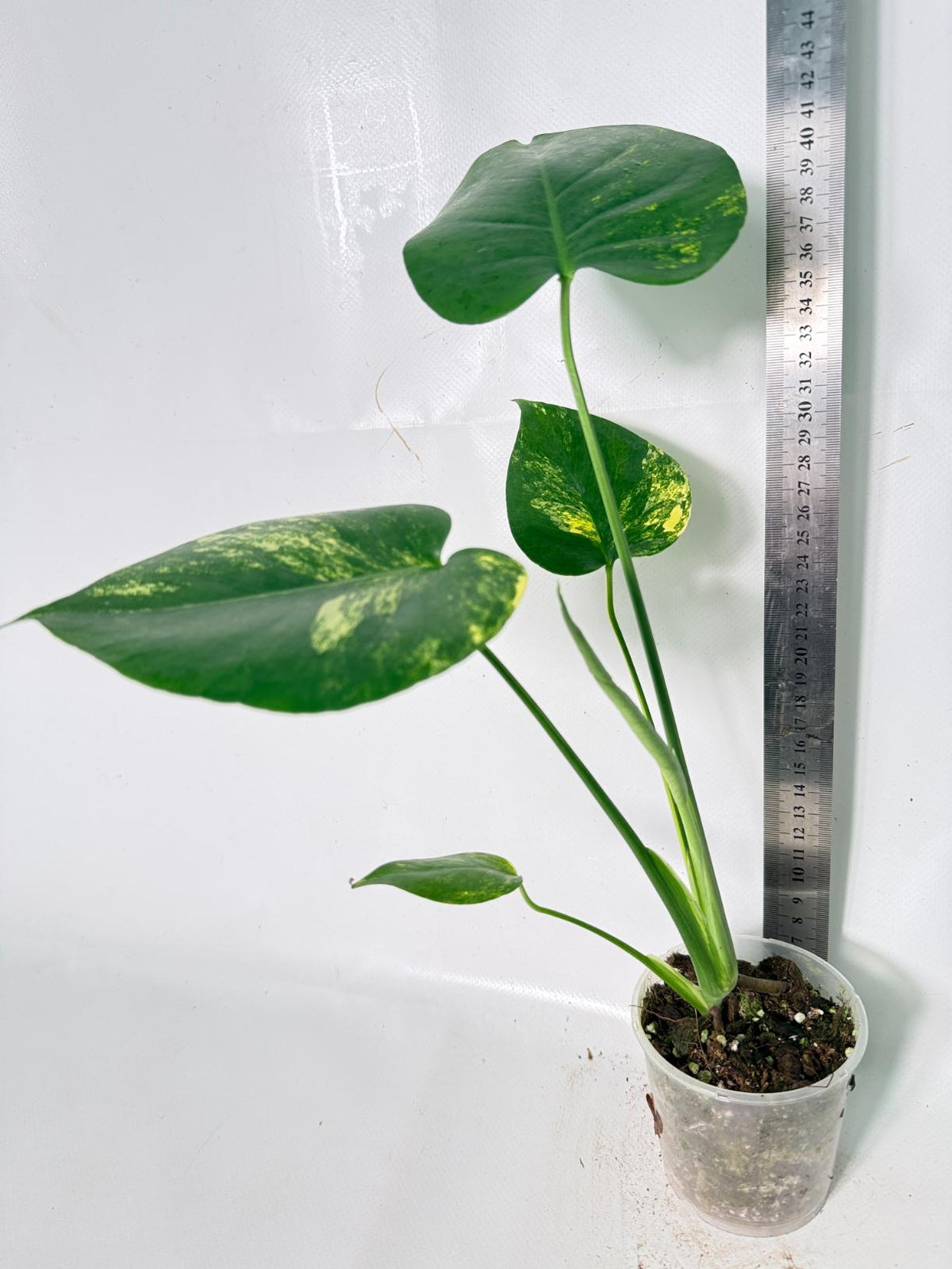 Monstera Yellow Marilyn Variegata 10